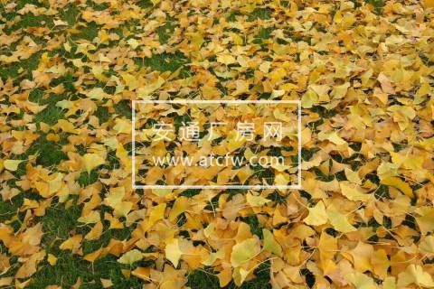 萧山闻堰万达北路旁700方出租