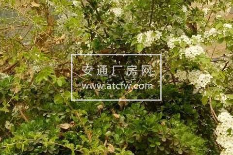 城东区杨沟湾苹果园1500方土地出租