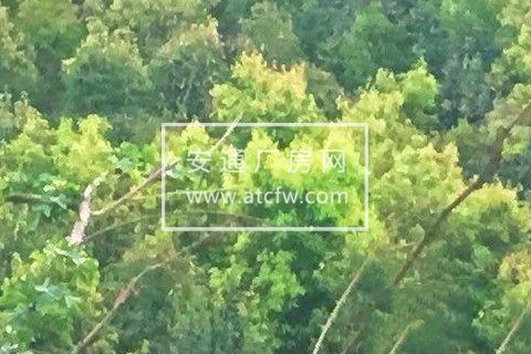 永丰湖千亩荷园 厂房 3000平米