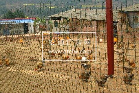 旌阳周边 崴螺山 跑山鸡养殖场出租