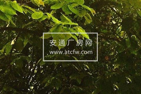 永丰湖千亩荷园 厂房 3000平米