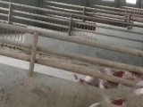 宜良 位于宜良北古城镇陆冲村 猪养殖场 2500平米