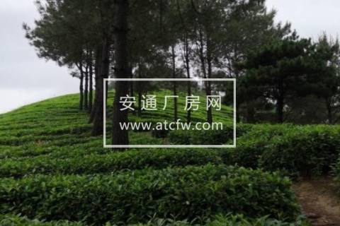 西乡区西乡县柳树镇大沙茶厂99999方土地出售