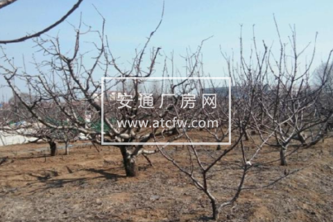 莱山区金斗山北1500方土地出售